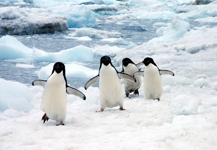 jj-penguins2