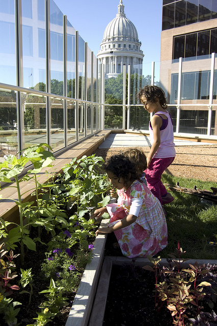 madison-childrens-museum-green-roof