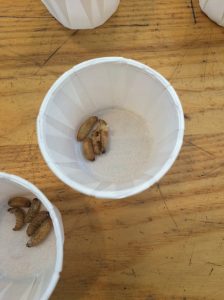 Madison-Children's-Museum-Wax-Worm Edible Insects