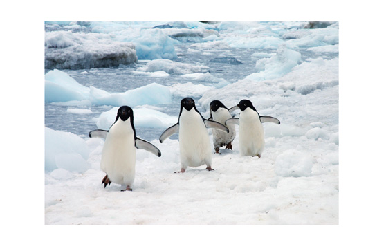 J.J. L'Heureux Lessons from Penguins