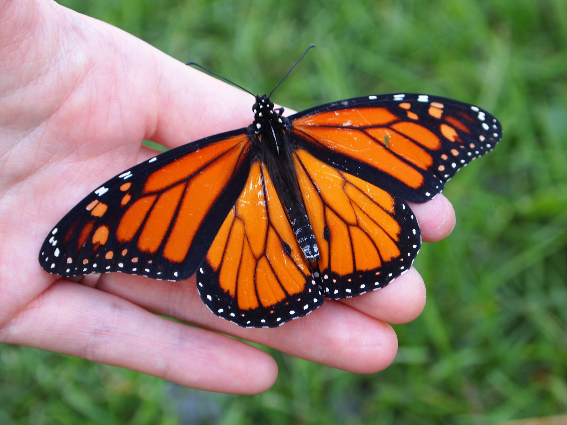 Releasing My First Monarch Butterfly